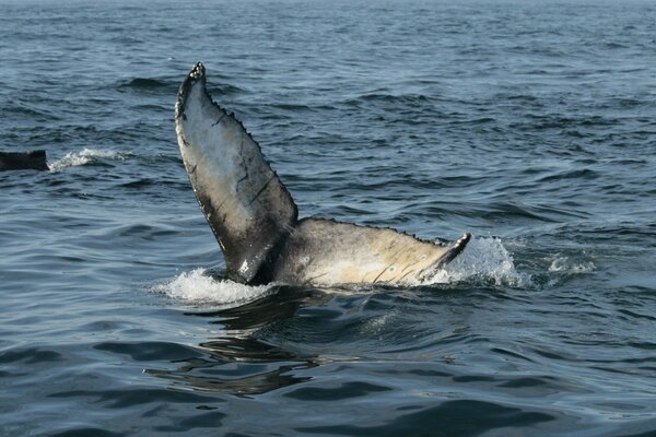 La cola de una ballena nadando en alta mar