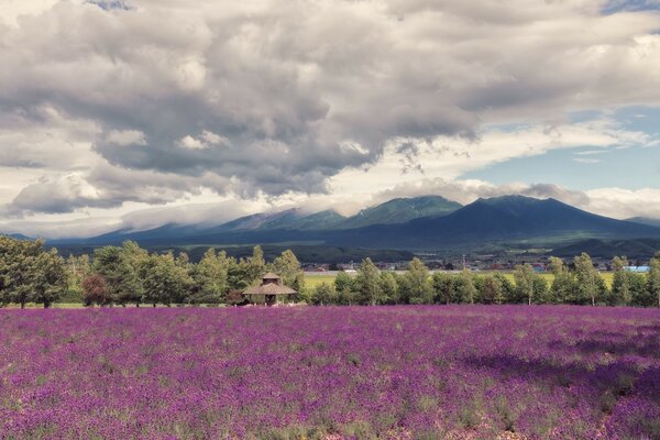 Paysage de clairière florale sur fond de montagnes