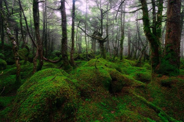 Plantas estranhas na floresta asiática