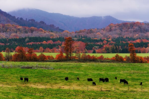 Beautiful rural landscape with mountains and herd