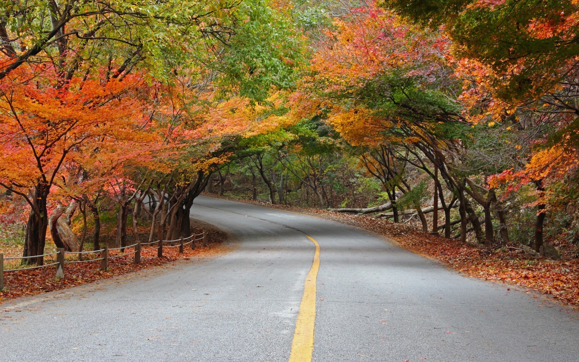 asie automne route feuille arbre nature manuel paysage à l extérieur bois érable scénique parc campagne rural