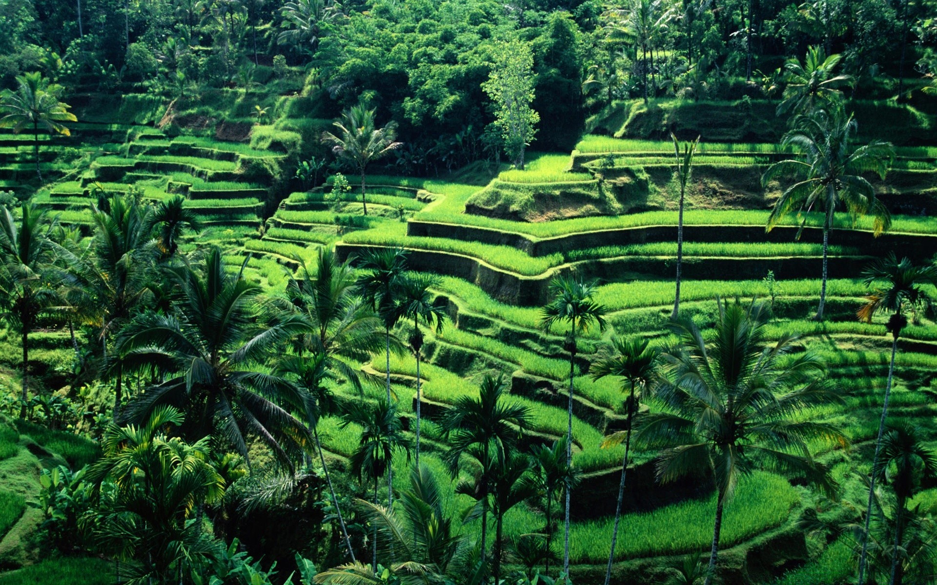 asie bois tropical arbre flore nature feuille luxuriante voyage paysage à l extérieur jardin agriculture croissance environnement eau été parc