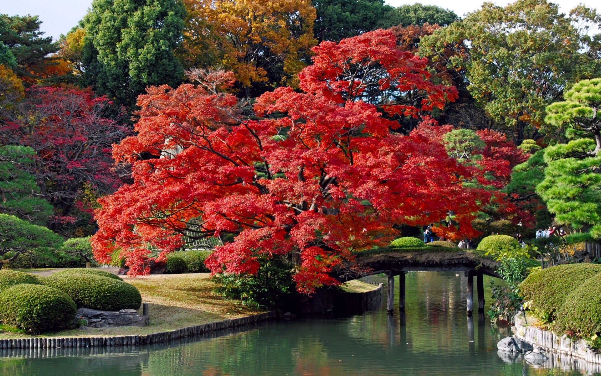 asia tree leaf fall park nature lake landscape garden outdoors water wood river maple season flora scenic pool travel daylight