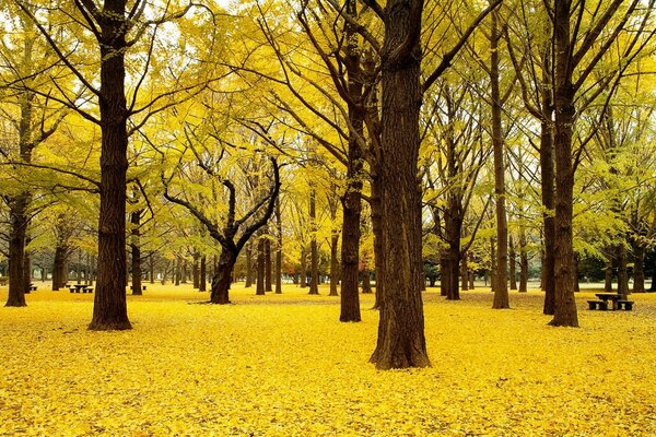 A carpet of yellow leaves post shafts in dark thick trees with large crowns