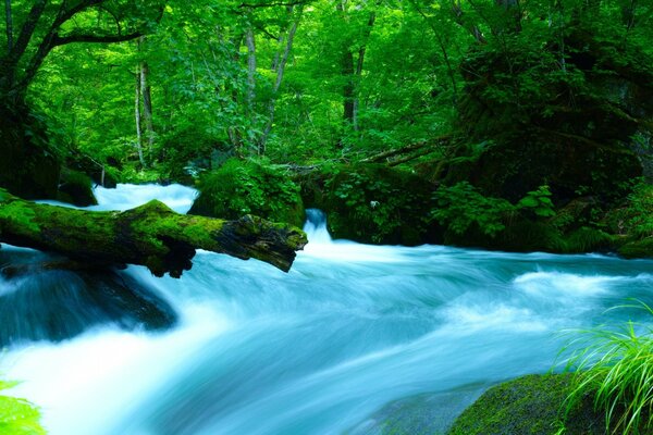 Traumhaft grüner Wald und Wasserfall Asiens