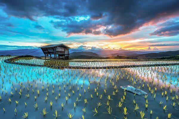 Paisaje asiático. Arrozales inundados de agua, cabaña solitaria y montañas