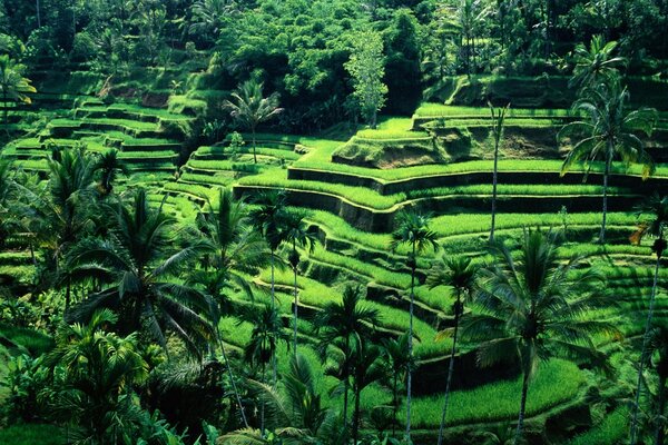 Asiatische blühende Plantage im Grünen