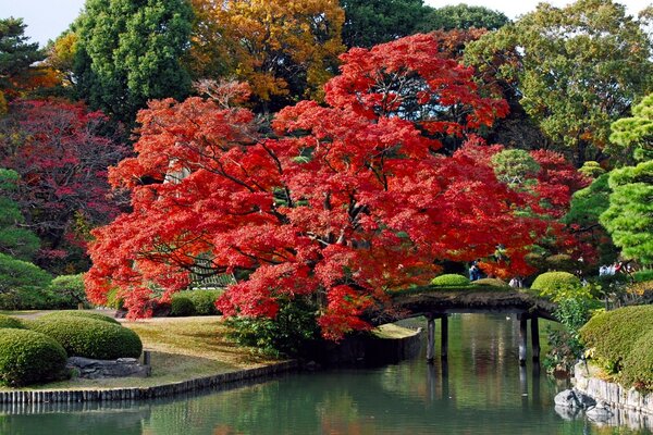 Herbstpark mit Brücke