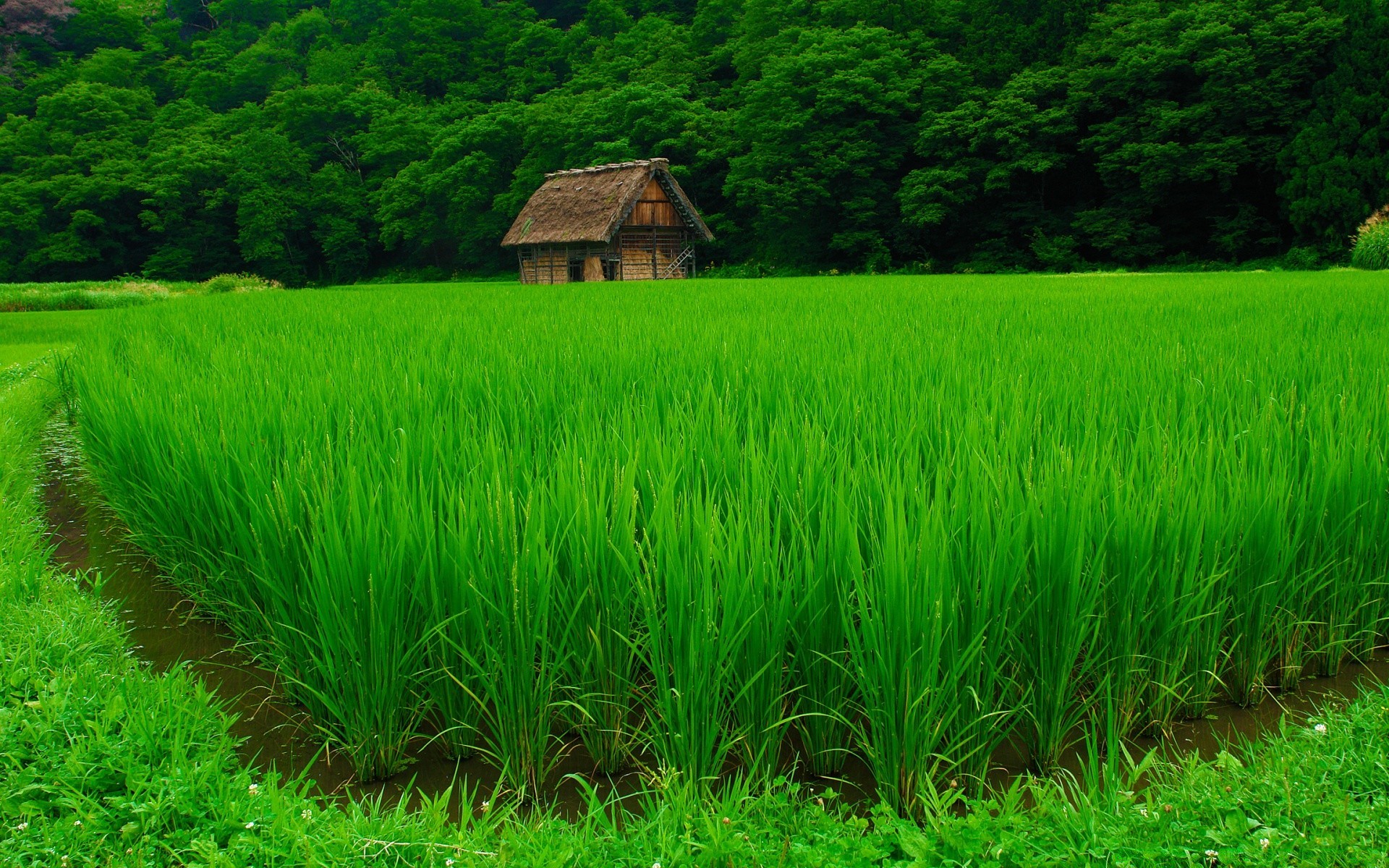 asia rice agriculture farm paddy grass growth rural lush cropland pasture cereal outdoors field flora landscape countryside crop