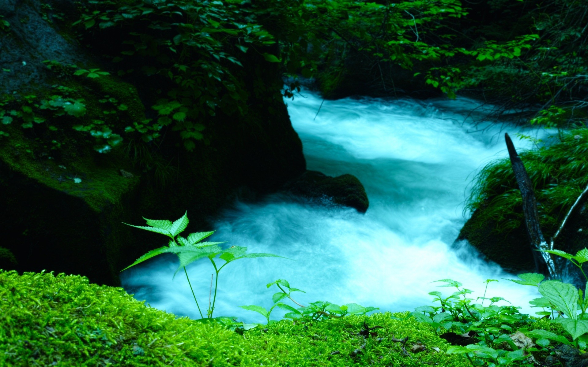 asia water nature leaf wood moss river underwater rock waterfall outdoors landscape environment rainforest tree