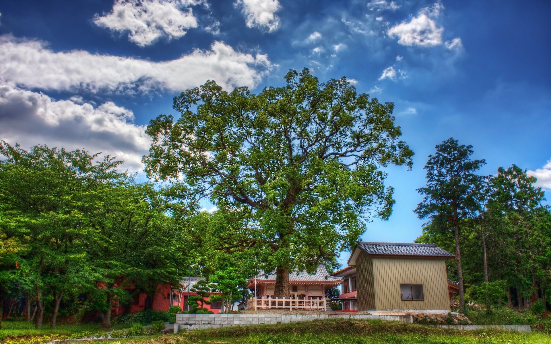 asia tree wood landscape nature grass rural summer sky outdoors country countryside lawn park farm scenic house