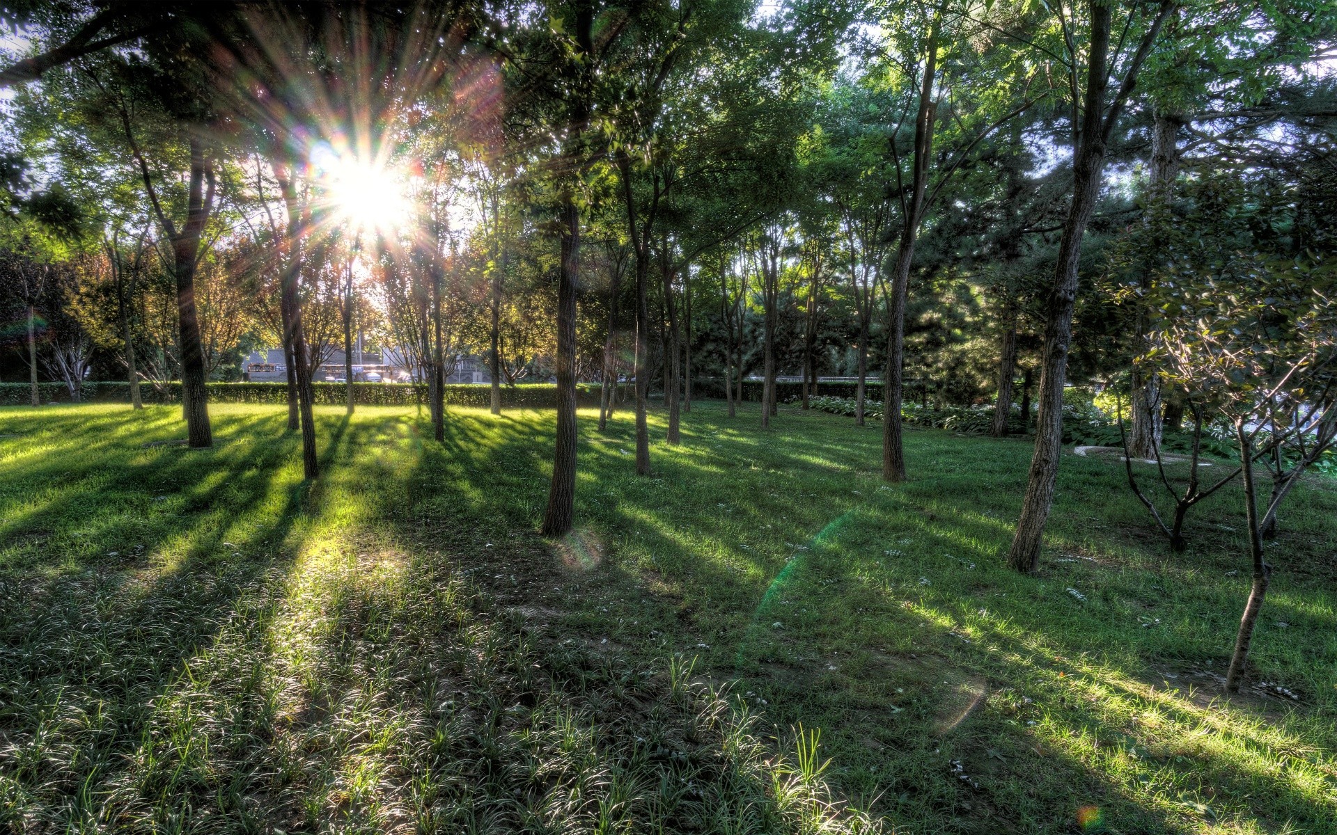 亚洲 景观 草 自然 太阳 树 木材 好天气 公园 环境 夏天 叶 植物群 季节 农村 指南 奇观 明亮 场景 郁郁葱葱 花园