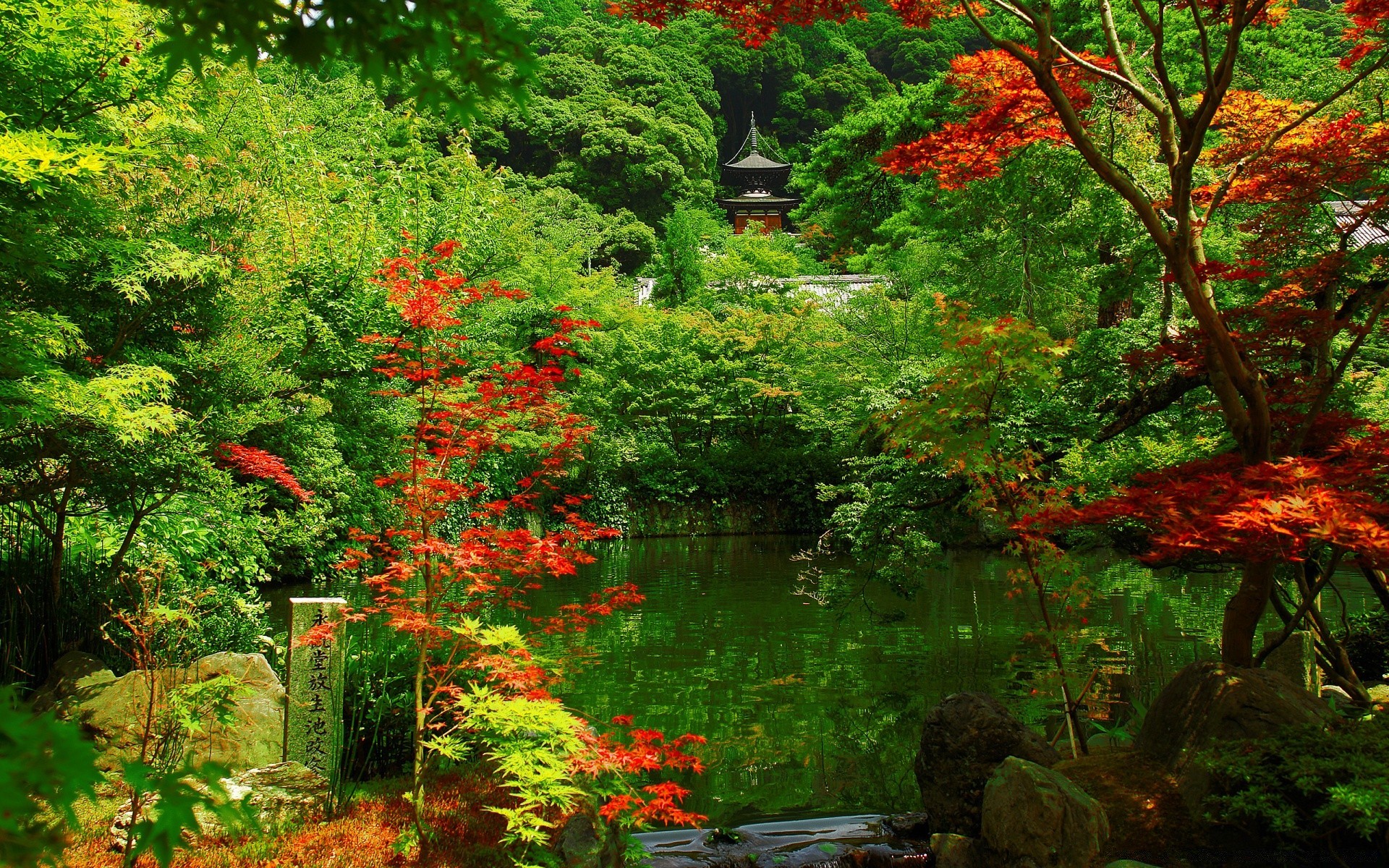 亚洲 叶 树 秋天 枫 木 自然 公园 景观 季节 郁郁葱葱 花园 植物群 户外 风景 景观 环境 颜色 明亮