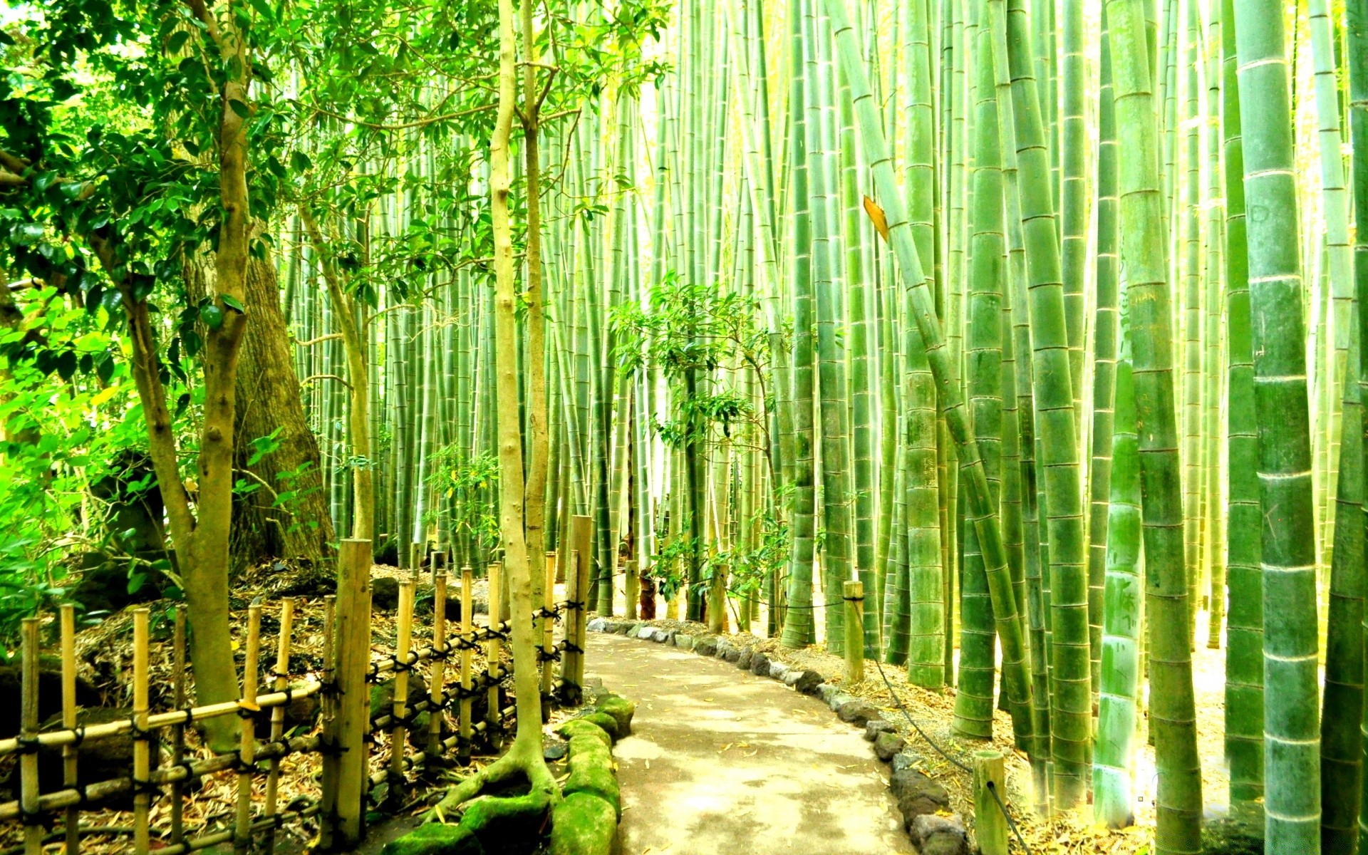 asia bambú hoja madera naturaleza árbol flora exuberante paisaje crecimiento tropical parque medio ambiente verano jardín al aire libre sangre fría