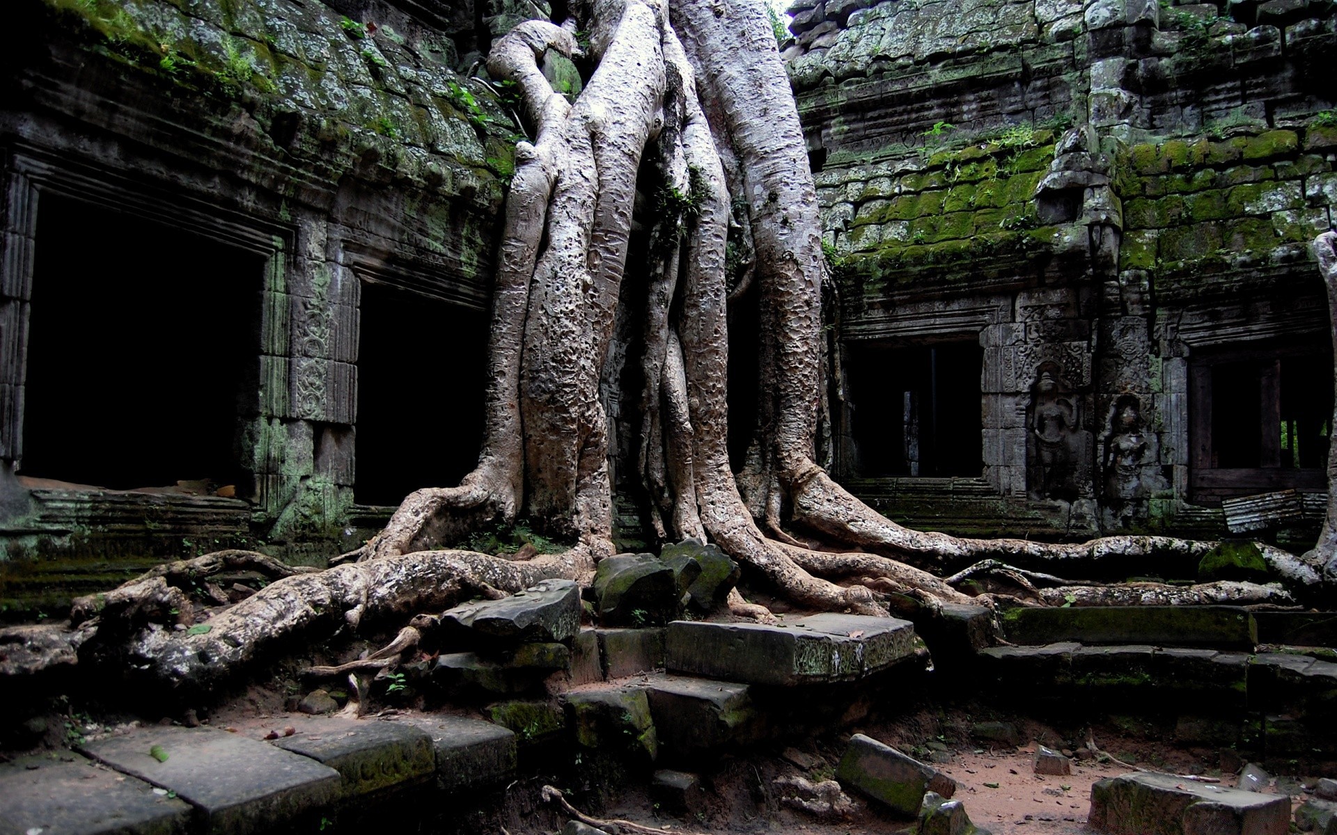 asie bois bois vieux antique racine nature voyage à l extérieur jungle