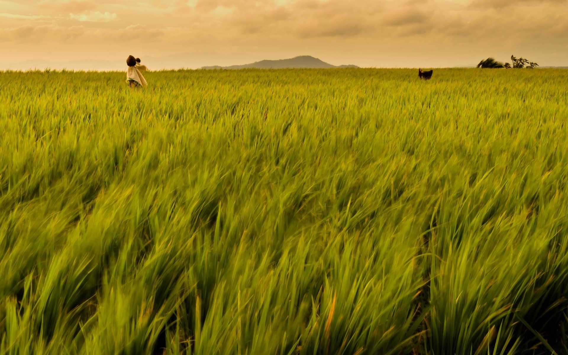 asia cereales campo agricultura granja paisaje trigo tierra cultivada cosecha pasto rural maíz hierba campo país crecimiento al aire libre cielo