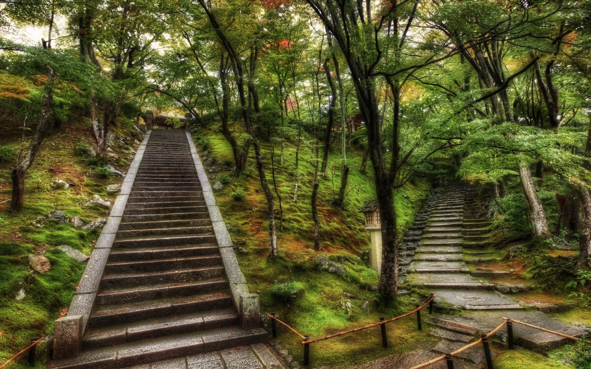 asia legno natura guida sentiero albero foglia paesaggio parco sentiero passeggiata ambiente boardwalk lussureggiante all aperto trekking scenico rurale estate paesaggio