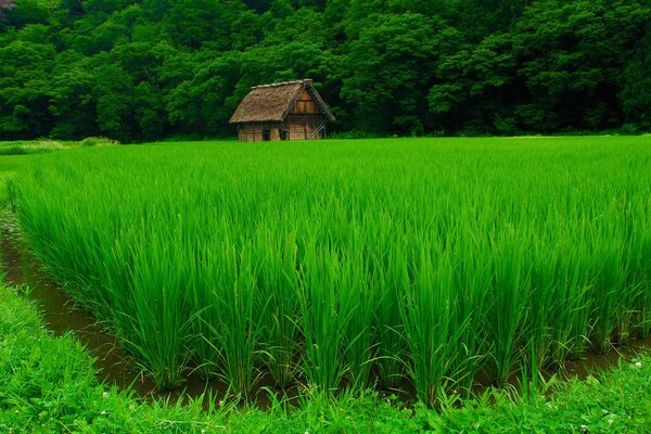 A FARMHOUSE BEHIND A FIELD OF CORN