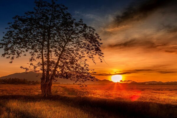 A lonely tree against the background of a scarlet sunset