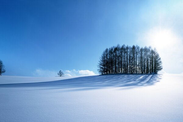 Ruhige Winterlandschaft mit Bäumen