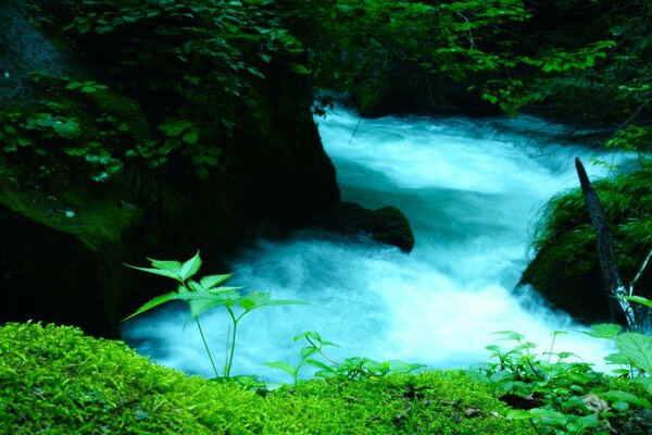 Rivière dans la forêt Asie