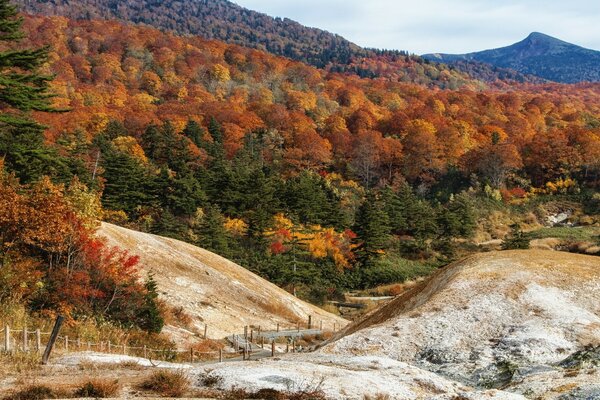 View of the autumn forest at the foot of the mountains