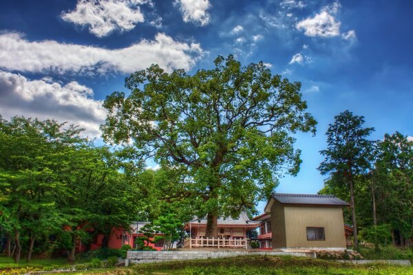 Grünes Asien vor dem Hintergrund der Wolken