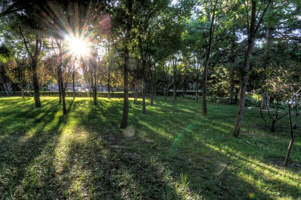 Éblouissement du soleil dans les cimes des arbres