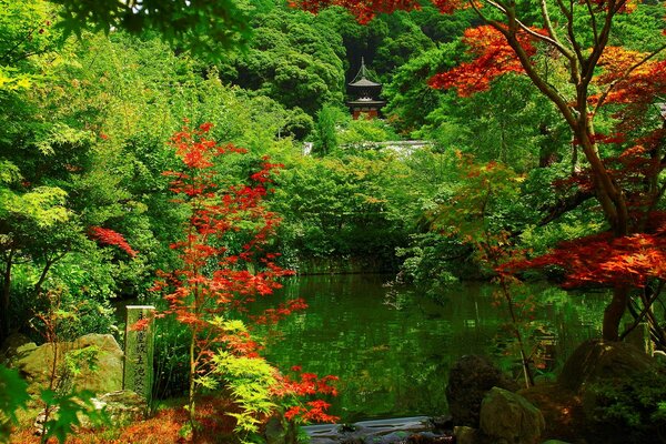 Autumn landscape with red Japanese maples. Momiji