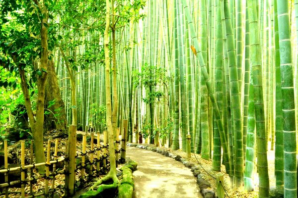 Trilha com cerca e pedras entre moitas de bambu