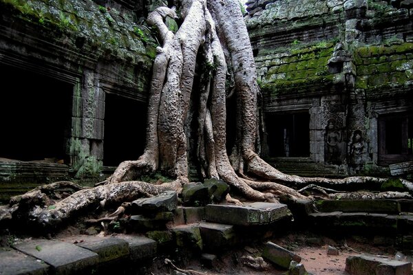 Vieux tronc d arbre Asie