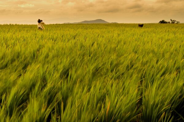 The green field goes to the horizon