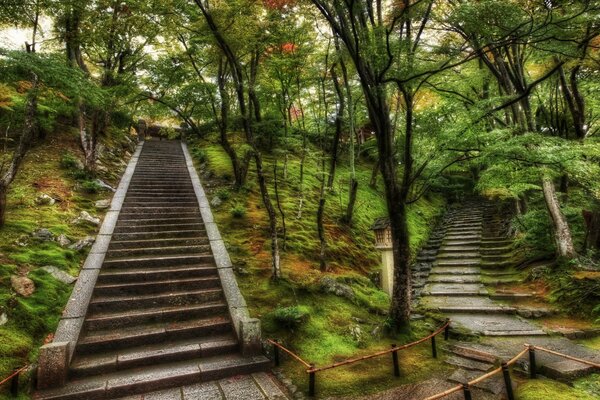 Karışık Japon ormanından iki yol