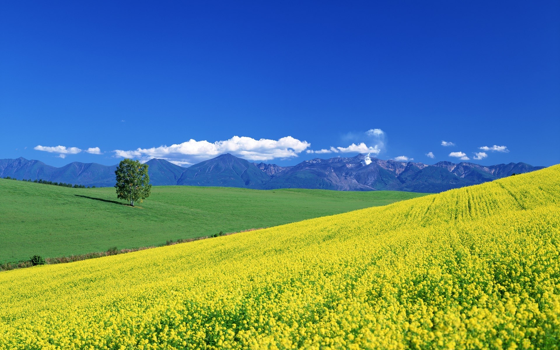 asie paysage rural agriculture champ nature été campagne foin ciel pâturage à l extérieur ferme herbe beau temps pittoresque pays idylle terres agricoles la croissance