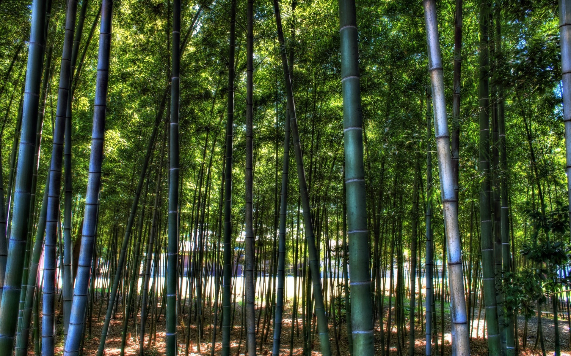 asie bambou bois nature feuille luxuriante bois environnement sang-froid à l extérieur