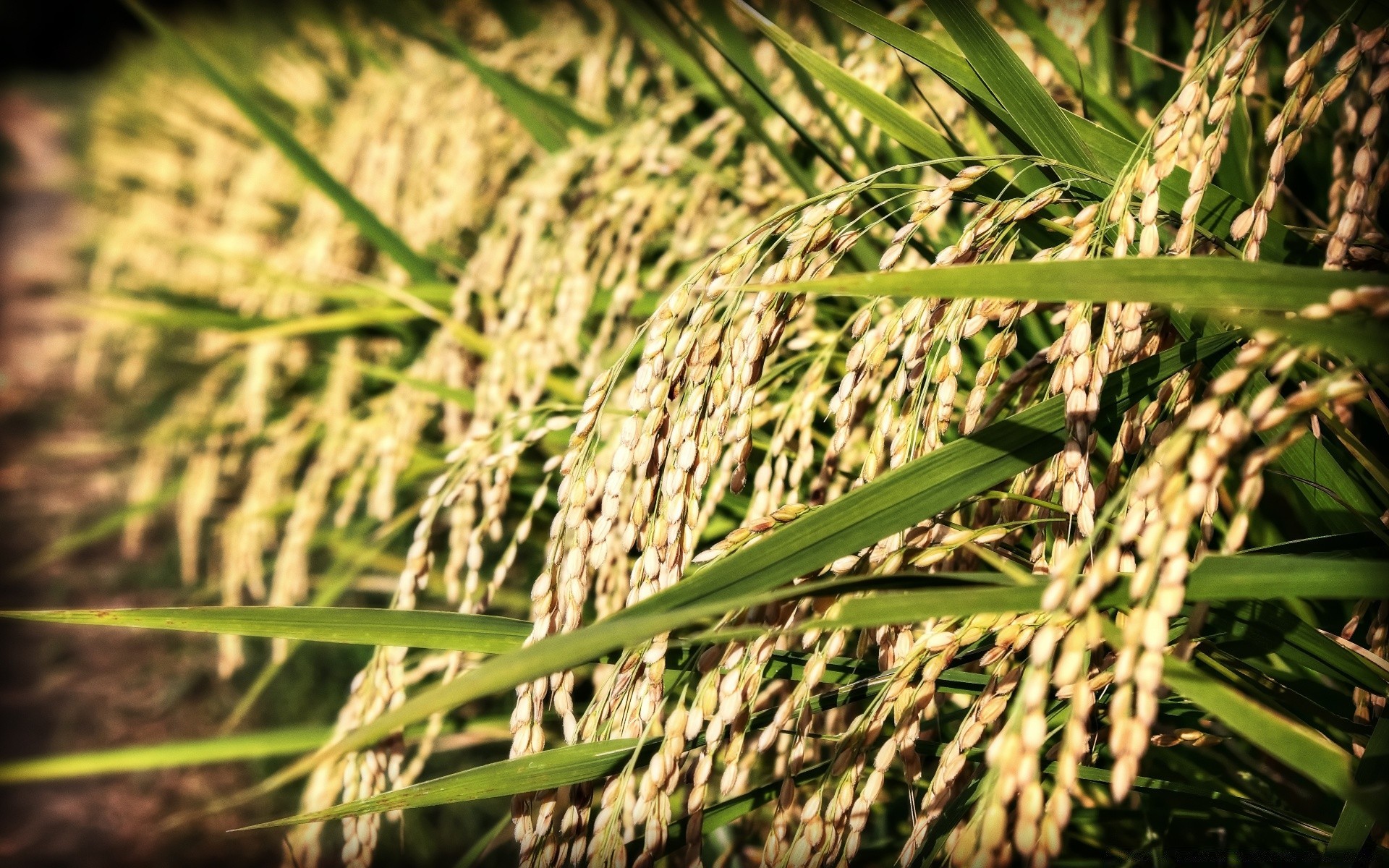 asia agriculture flora farm cereal food leaf nature growth crop grass field straw close-up environment pasture outdoors husk rural desktop