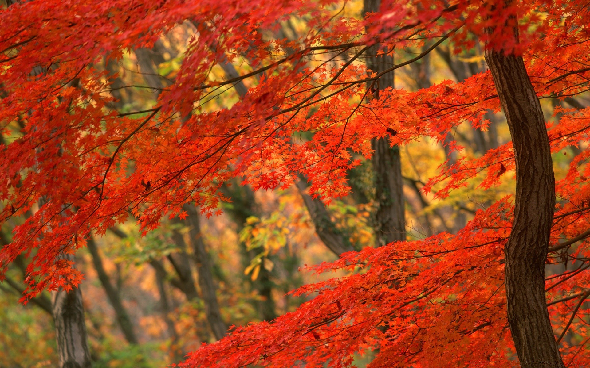 asia fall leaf nature tree maple outdoors season landscape wood park flora bright color branch fair weather