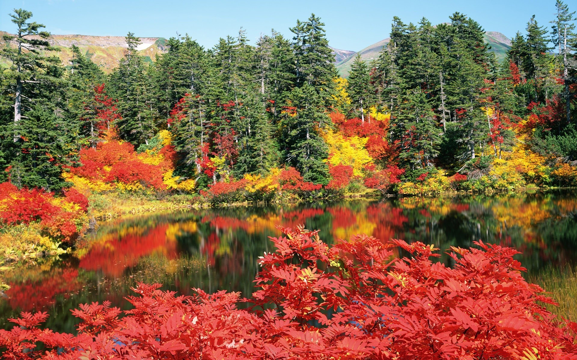 ásia outono natureza folha árvore temporada maple madeira parque ao ar livre paisagem flora cor brilhante paisagens cênica cena brilhante ambiente jardim