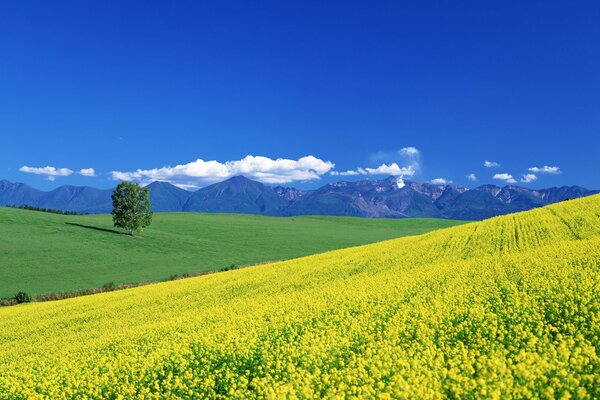 Champ avec des fleurs jaunes sous le ciel bleu