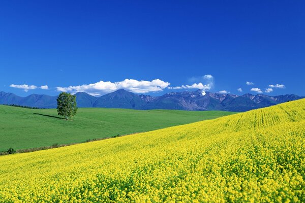 蓝天下开着黄花的田野