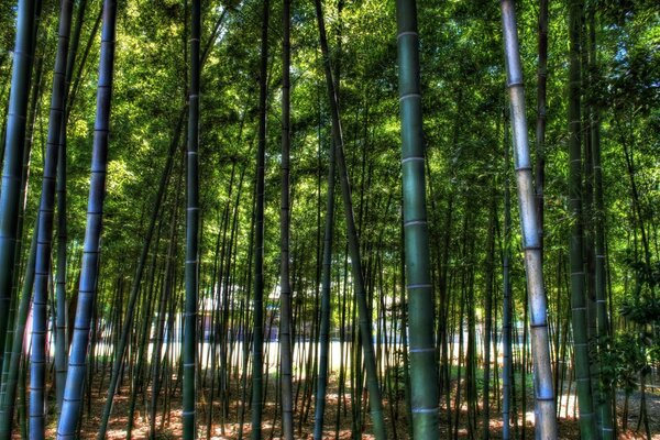 Image de la nature-forêt de bambous