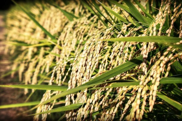 C est ainsi que le riz pousse dans les champs