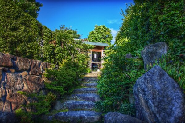 The beauty of the oriental garden in summer