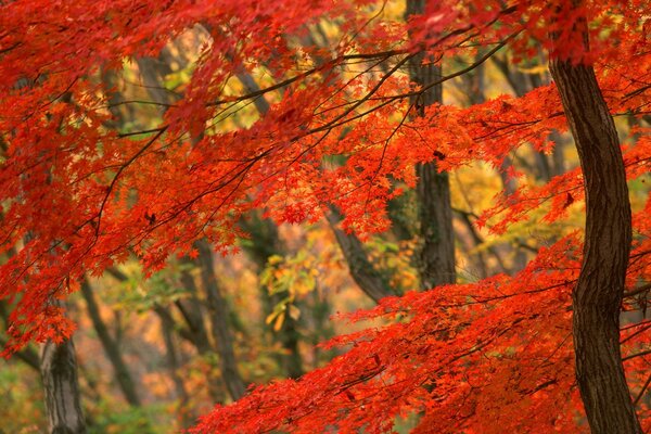 Red leaves on trees