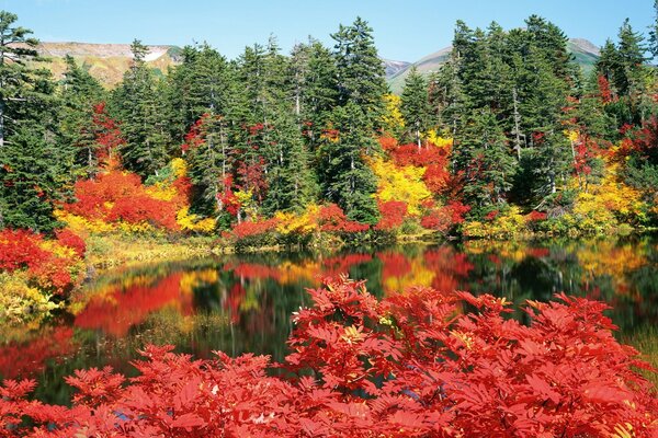 Otoño dorado en la orilla del lago