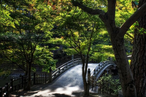 Pont dans le parc sous les arbres