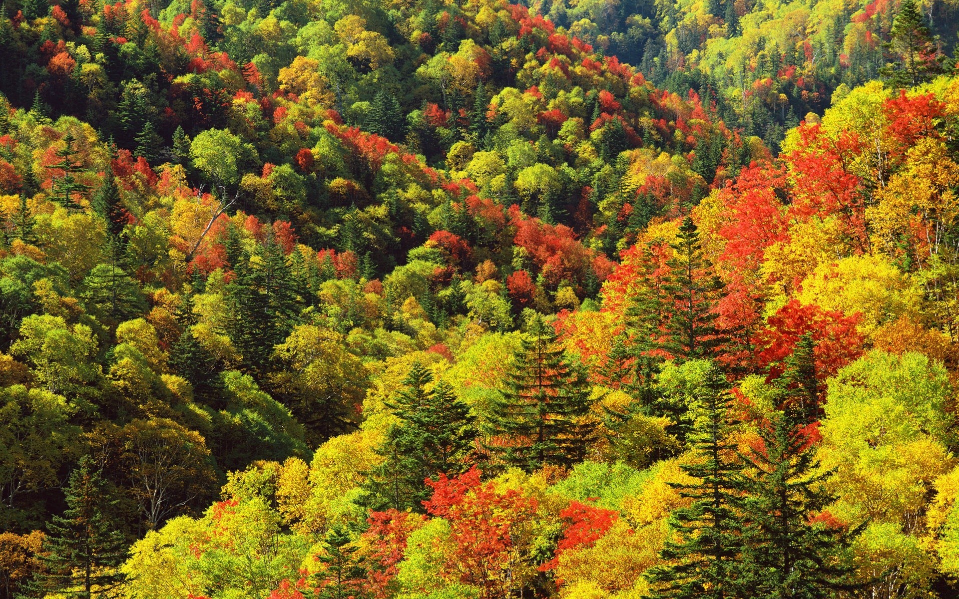 asien herbst blatt holz natur holz landschaft saison park flora berg ahorn üppig im freien landschaftlich garten reisen farbe landschaft schön