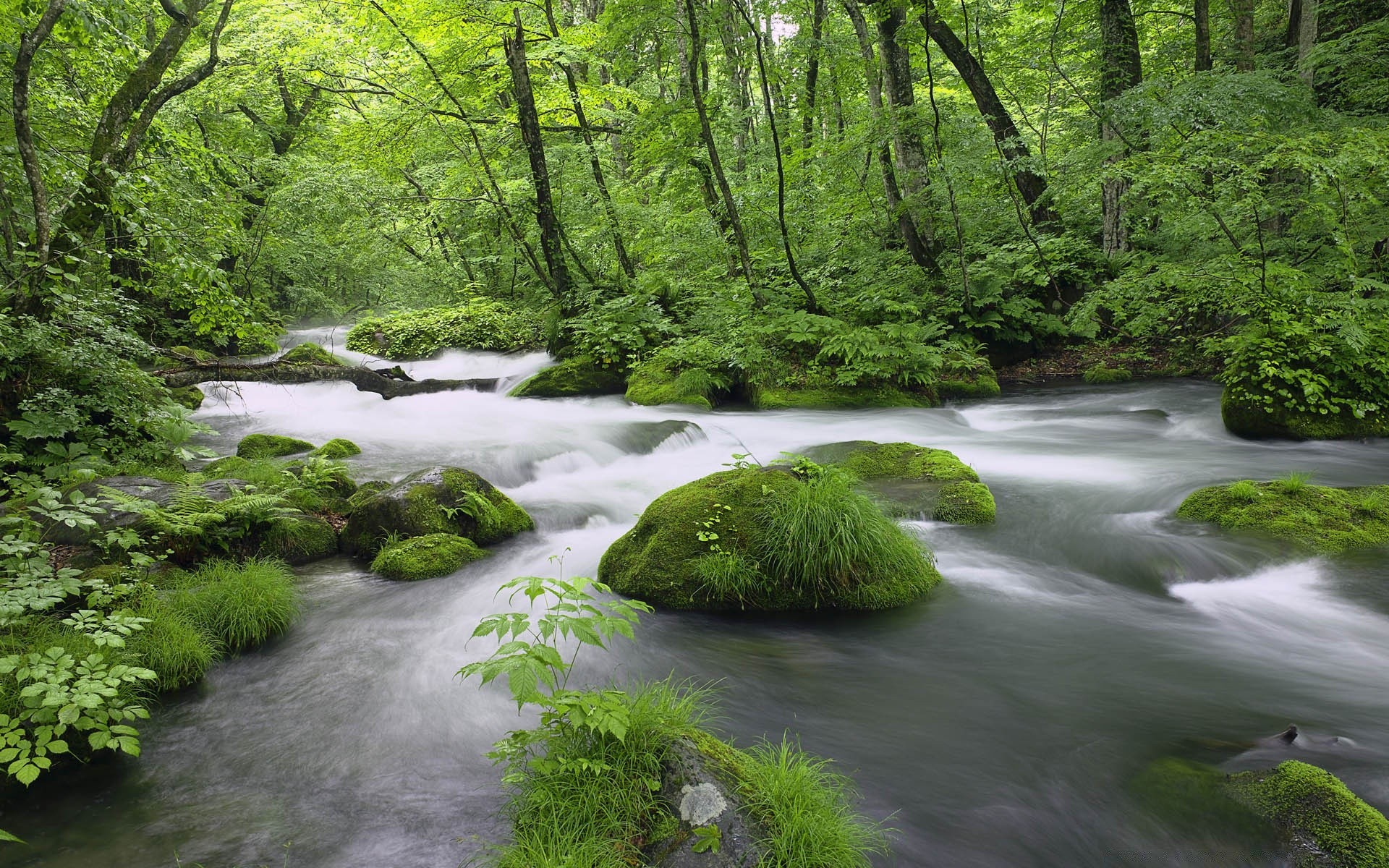 asia wood nature leaf landscape tree water environment river lush park summer outdoors moss scenic waterfall stream flora travel