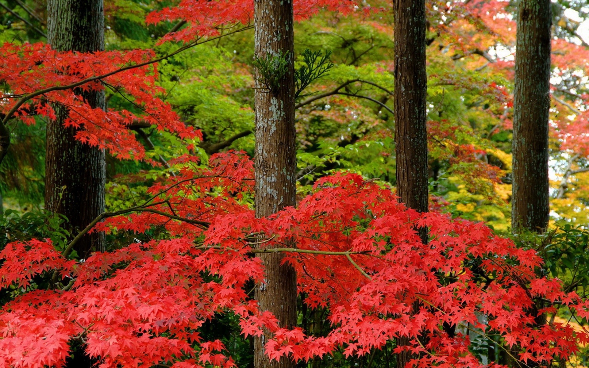 asia leaf fall maple tree nature season park wood landscape outdoors color environment flora branch bright vibrant lush scenery scenic