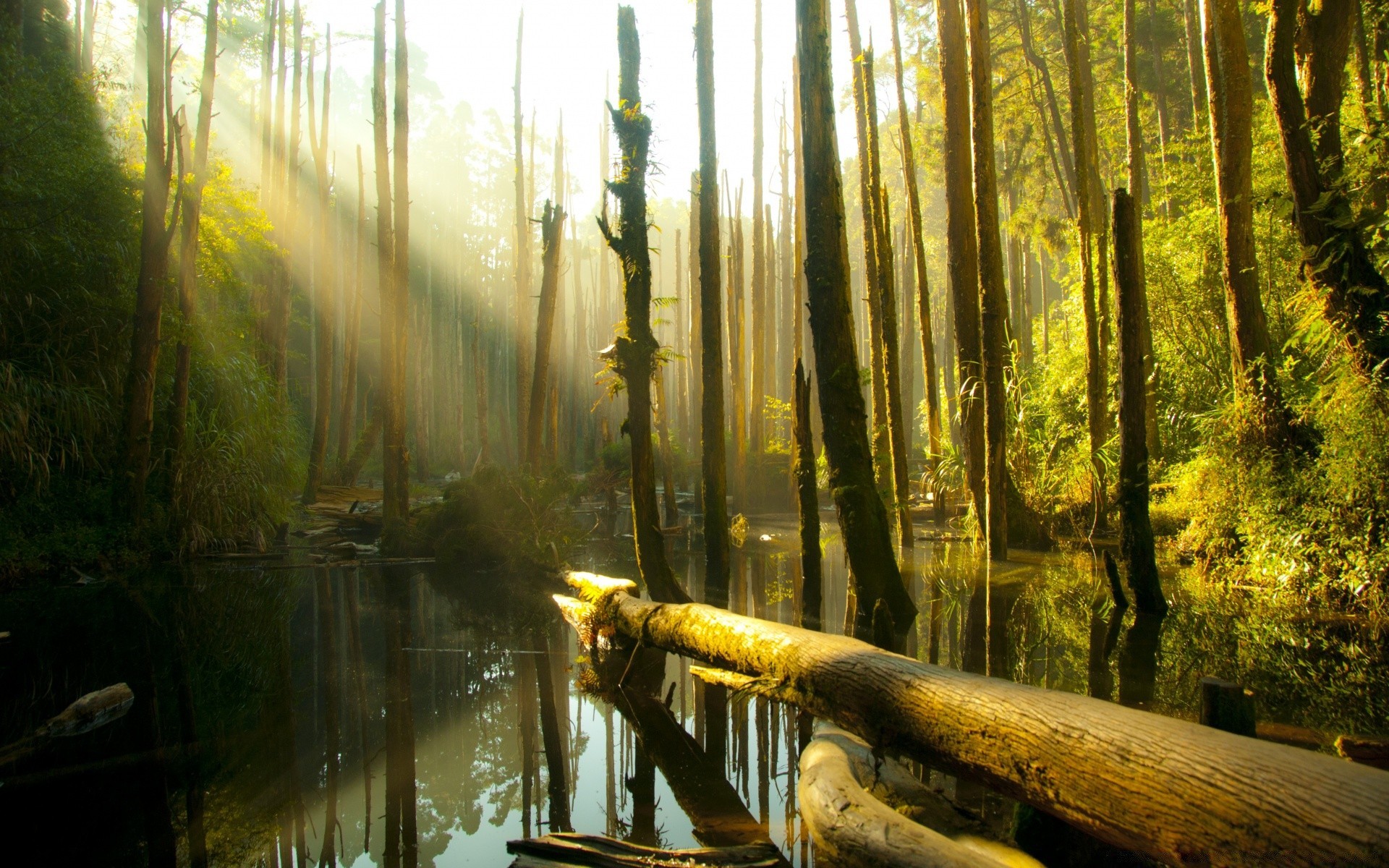 asia wood water tree landscape environment river nature outdoors light park travel daylight leaf